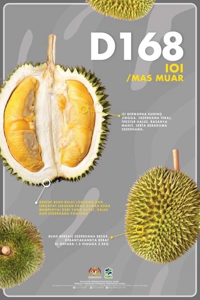 Kenali Jenis-Jenis Buah Durian Dan Ciri-cirinya - Mesti Baca ...